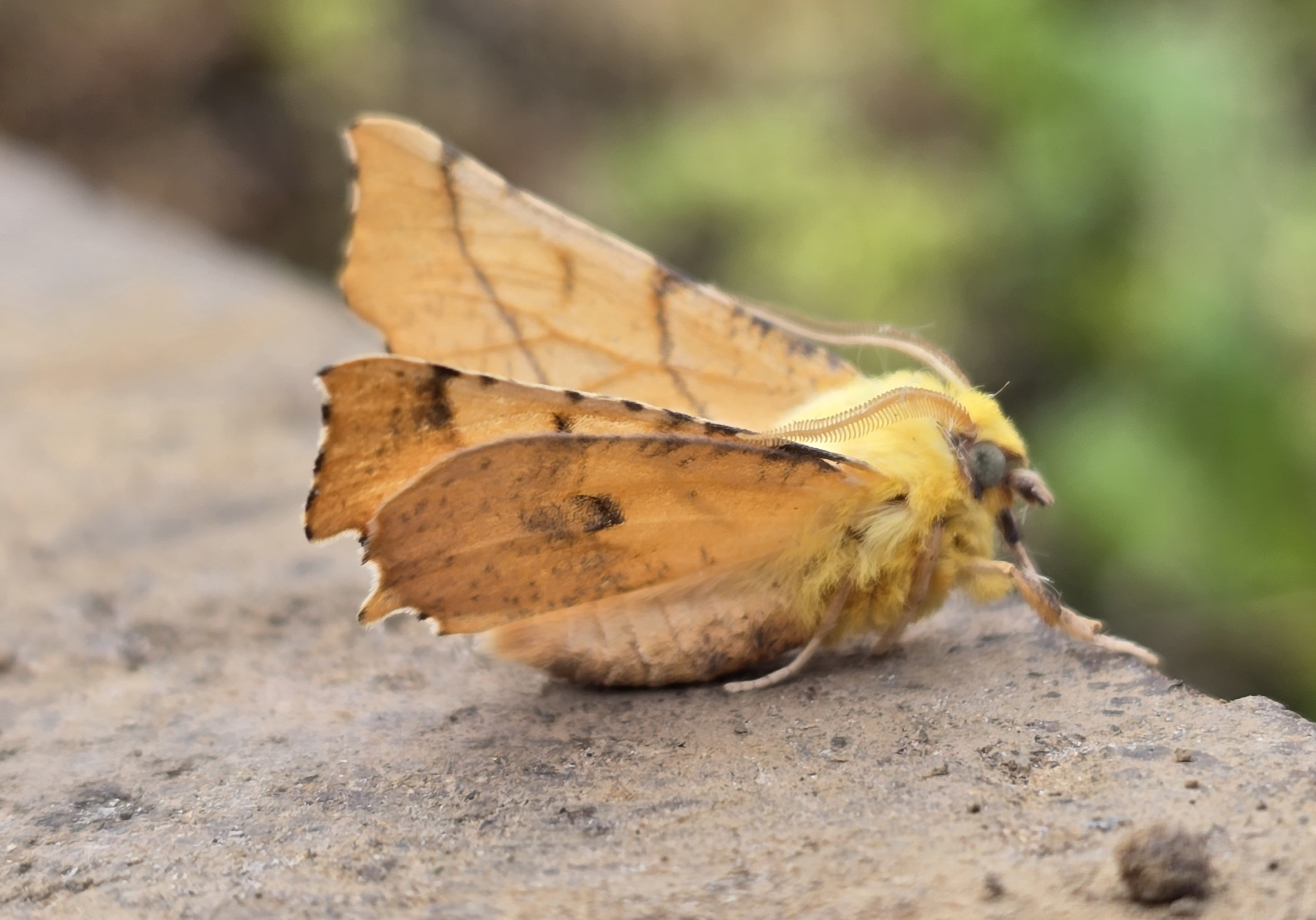 Photo of Canary-shouldered Thorn (Ennomos alniaria)